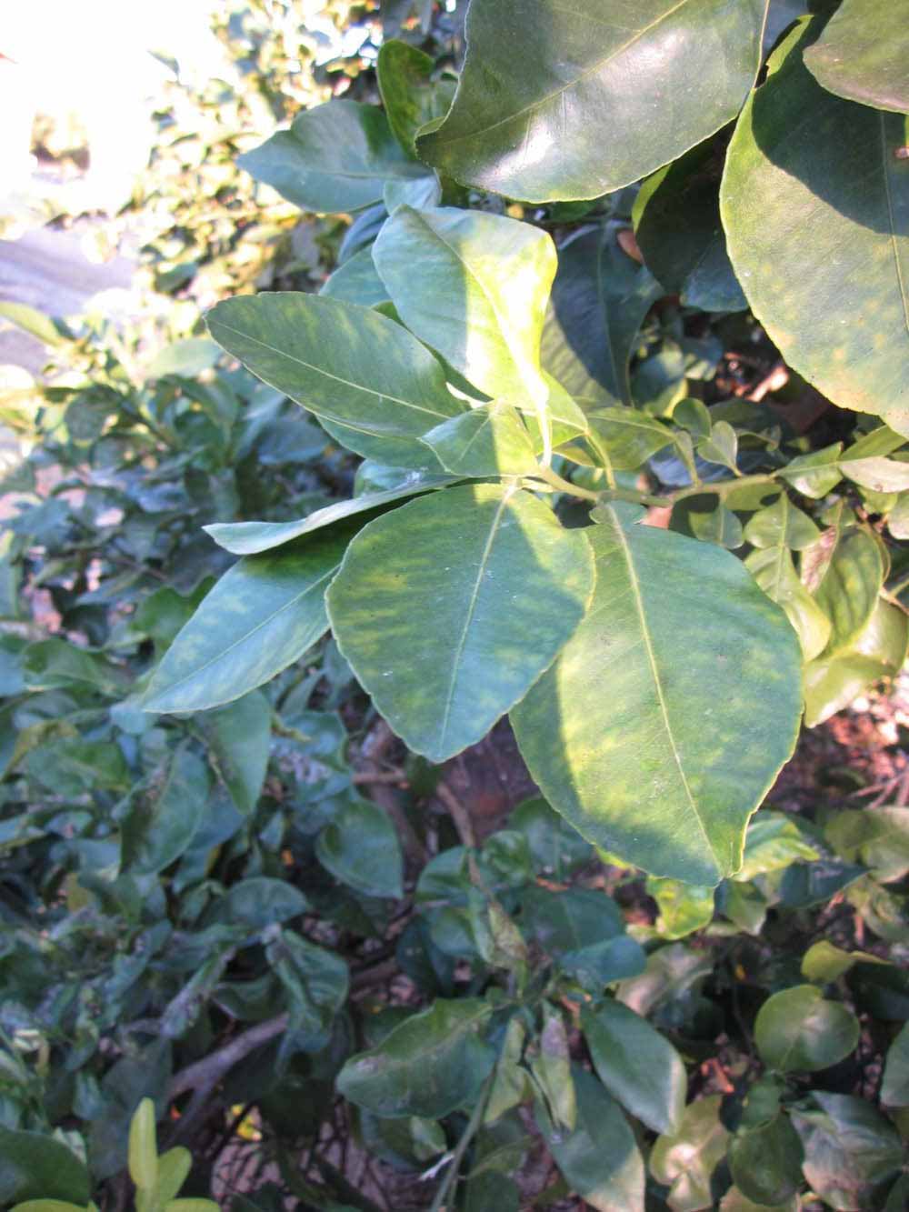           Shade leaves (Winter Haven, FL)   